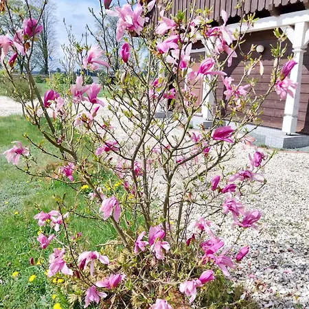Bzy I Magnolie * Lubowo (Szczecinek)